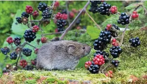  ?? Peter Smith ?? Field vole