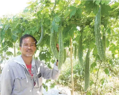  ??  ?? VERY PROMISING AMPALAYA – Dante Delima poses with a fruitful new variety of ampalaya that is being tested at the ATISCO Farm 2. Visitors to the harvest festival will see the difference between this new variety and the other varieties that are grown by...