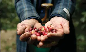  ?? Photograph: Rex ?? A Yemeni farmer holds freshly harvested coffee beans.