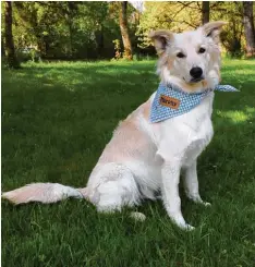  ?? Foto: Kerstin Wanitschek ?? Das ist Murphy. Er besucht einmal pro Woche die Berufsschu­le in Höchstädt an der Donau. Hier erfährst du, was der Hund dort macht.