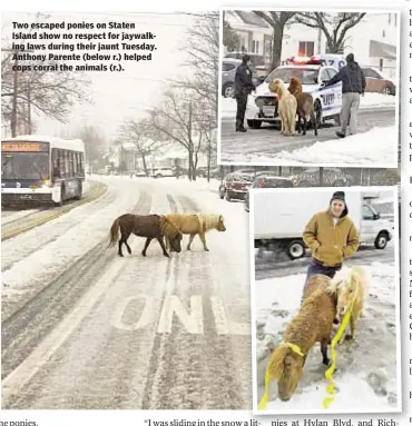  ??  ?? Two escaped ponies on Staten Island show no respect for jaywalking laws during their jaunt Tuesday. Anthony Parente (below r.) helped cops corral the animals (r.).