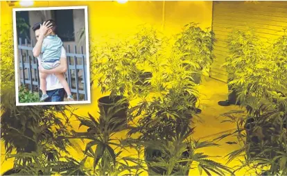  ?? GROW HOUSE: Some of the cannabis plants cultivated by the trio that were found at the Alice River home by police. and ( inset) a member of the Vietnamese family leaving the Townsville Court House with a child. ??