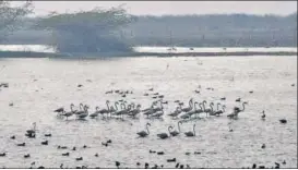  ?? HT ARCHIVE ?? Officials said the lake at Okhla Bird Sanctuary has started to stink.