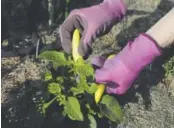  ??  ?? Keefe picks banana peppers from one area of her keyhole garden. She also grows herbs and flowers in the garden.