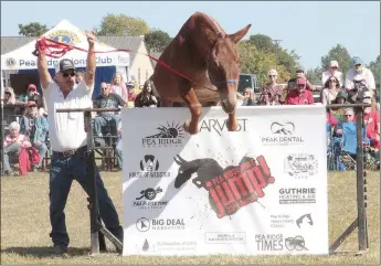  ?? TIMES photograph­s by Annette Beard ?? Dan, encouraged by Doug Fletcher, jumps over the curtain in the 33rd annual Pea Ridge Mule Jump Saturday, Oct. 8. According to his owner, Dan is more than 24 years old. Dan tied for second place in the pro jump in 2009, won second place in 2013, won third place in 2017 clearing 60 inches, and came in second in a three-way tie in 2018, also clearing 60 inches. For more photograph­s, go to the PRT gallery at https://tnebc.nwaonline.com/photos/.