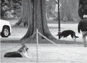  ?? JIM WATSON/GETTY-AFP ?? First dogs Champ, left, and Major Biden are seen Jan. 25 on the South Lawn of the White House.