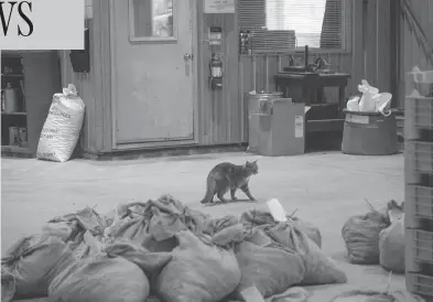  ?? TYLER ANDERSON / NATIONAL POST ?? Sammy, a cat that hunts rodents at the Ontario Tree Seed plant in Angus, Ont., will be out of work soon.