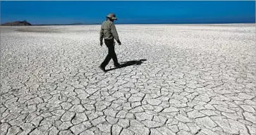  ??  ?? CHRIS SCHONEMAN of the U.S. Fish &amp; Wildlife Service walks on exposed lake bed at the 360-square-mile sea, which straddles Riverside and Imperial counties. It is considerab­ly saltier than the Pacific Ocean.