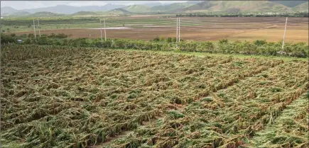  ?? The Associated Press ?? View of a damaged plantain farm after Hurricane Fiona hit the island of Puerto Rico on Tuesday. Fiona triggered a blackout when it hit the island’s southwest corner on Sunday.