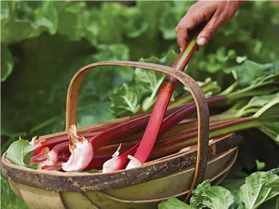  ??  ?? Stop picking rhubarb after July to allow plants time to recover for strong harvests next year