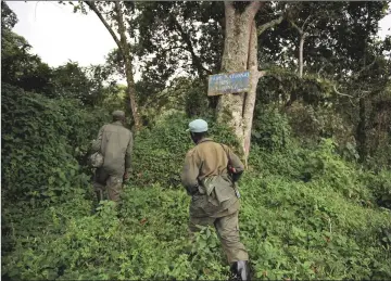  ??  ?? Park rangers seen in this file photo entering the thick forest as they set out looking for a group of gorillas while conducting a gorilla population census on the slopes of Mount Mikeno, in the Virunga National Park where two Britons were recently...