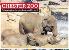  ??  ?? CHESTER ZOO Baby elephants splash around in pool