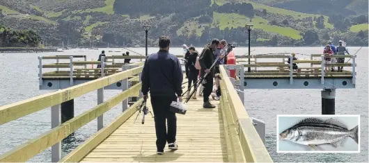  ?? PHOTOS: GERARD O’BRIEN/SUPPLIED ?? Catching interest . . . The new fishing wharf at Boiler Point has proved popular with local anglers. Inset: A trumpeter caught from the wharf.