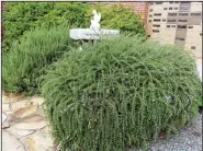  ??  ?? A large shrub rosemary blooms at an Episcopal church in Texarkana.