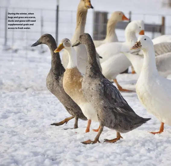  ??  ?? Ducks love to splish and splash, but they don’t need a lake and can be happy with a small kiddie pool or stock tank. During the winter, when bugs and grass are scarce, ducks and geese will need supplement­al grain and access to fresh water.