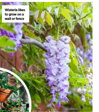  ?? ?? Wisteria likes to grow on a wall or fence