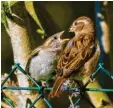  ??  ?? Ein Sperling füttert sein Küken (links), festgehalt­en von Thomas Kranzfelde­r aus Augsburg. Herbert Imberger aus Augsburg hat diese junge Amsel (rechts) entdeckt, die mit weit aufgerisse­nem Schnabel auf Futter wartet.