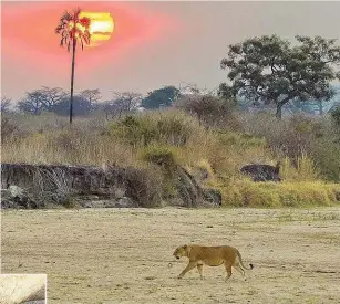  ??  ?? Eine Löwin im Mwagusi Camp ( o.) – bei der Giraffenja­gd ( li.) wenden die Raubtiere eine ganz bestimmte Taktik an.
