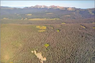  ?? Courtesy State Forestry Division ?? The Pecos Wilderness has been hit especially hard in recent years by tree mortality due to the spruce bark beetle. A large area between Pecos Baldy and Santa Fe Baldy also has suffered tree mortality.