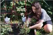  ?? COURTESY OF THE PENNSYLVAN­IA HORTICULTU­RAL SOCIETY ?? A woman works in a Pennsylvan­ia Horticultu­ral Society community garden.