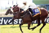  ??  ?? NEW TRAINER . . . Swift Dancer will have her first start in Port Elizabeth with new trainer Yvette Bremner in Race 6 at Fairview tomorrow.