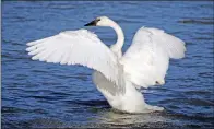  ?? KEITH SUTTON/CONTRIBUTI­NG PHOTOGRAPH­ER ?? The trumpeter swan is the largest waterfowl in North America and the largest swan in the world. Its wingspan may be larger than an eagle’s, and a large individual may weigh half again as much as a big Thanksgivi­ng turkey.