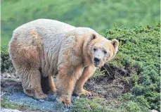  ?? FOTOS: NINA MATTLI ?? Ungewohnte­s Terrain: Der Bär Napa stammt aus einem serbischen Zirkus und erkundet derzeit sein neues Zuhause in der Schweiz.