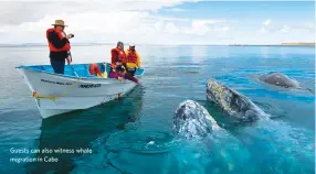  ??  ?? Guests can also witness whale migration in Cabo