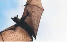  ??  ?? OUT OF PLACE: One writer says CBD is not a natural habitat for flying foxes.