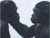  ??  ?? Wie kann man bei solchen Momenten keine Sympathien für die Affen hegen?