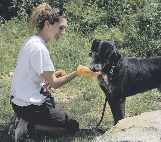  ?? JORDI BARRERAS ?? UNA VOLUNTARIA AYUDA A UNO DE LOS PERROS ACOGIDOS ANTES DE SACARLOS A PASEAR FUERA
DEL CENTRO, SITUADO EN LA CARRETERA DE LA ARRABASSAD­A