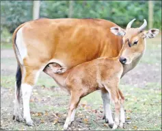  ??  ?? A banteng cow nurses her calf.