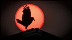  ?? CANADIAN PRESS PHOTO ?? A raven lands on the roof of a barn as thick smoke from wildfires obscures the sun near Cremona earlier this week.