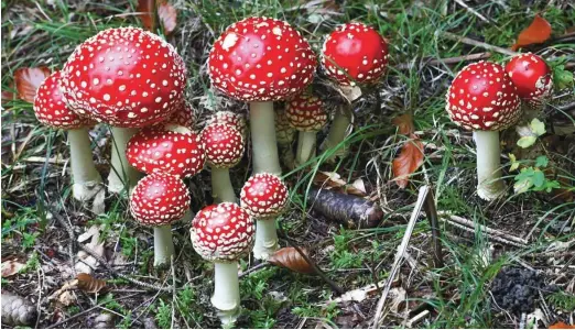  ?? Foto Tine Schein ?? Očarljiva druščina rdečih mušnic: prelepe, a strupene.