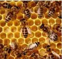  ??  ?? Da sinistra, Gabriele Garavini e Roberto Pasi con la loro arnia urbana. Accanto, un favo ricoperto di api. La cera delle celle è prodotta dalle api operaie, grazie a otto ghiandole situate al di sotto dell'addome.