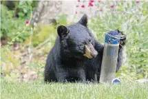  ?? Allen Welby / Contribute­d photo ?? A growing number of encounters between people and black bears in Connecticu­t have led some to call for the state to legalize bear hunting.
