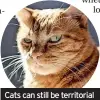  ?? ?? Cats can still be territoria­l even after being neutered