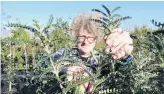  ??  ?? Russell Coveney prunes a tree at Totara Propagatio­n. Owned by Trevor and Diane Lee, the business prepares trees for planting out for beautifica­tion, landscapin­g and riparian planting projects, among others.