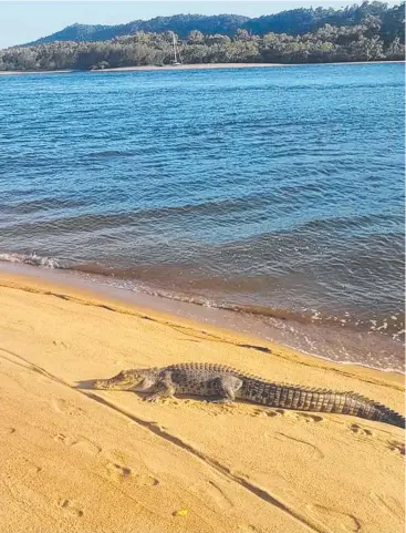  ?? Picture: YENG THAO, FACEBOOK ?? SUNBATHER: Far North resident Yeng Thao spotted a crocodile on the beach at Coconuts, about 6km north east of Innisfail, on Tuesday.