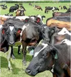  ??  ?? MPI is almost a third of the way through its planned cull of 22,300 dairy stock in a bid to control the spread of the disease Mycoplasma bovis.