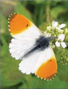  ?? The emergence of the Orange Tip butterfly is one of the signs that spring is well underway. ??