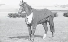  ??  ?? Veteran racehorse Morestead models the world’s first authentic Harris Tweed suit designed for a racing horse, which has been specially commission­ed by William Hill to celebrate the opening of this year’s Cheltenham Festival.