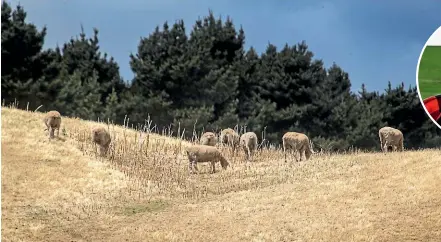  ?? JOHN KIRK-ANDERSON/STUFF ?? North Canterbury farmers are being urged to prepare as the region dries out.