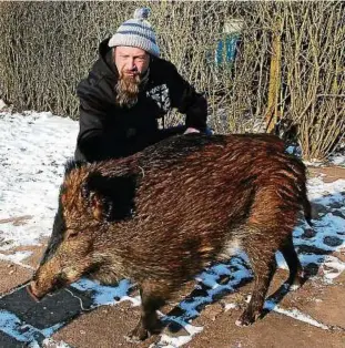  ??  ?? Waldemar Soff versteht nicht, warum das Wildschwei­n nicht bei ihm in Ilfeld bleiben darf. Der -Jährige hat extra einen Teil seines Gartens als Außengeheg­e zur Verfügung gestellt. Foto: Kristin Müller