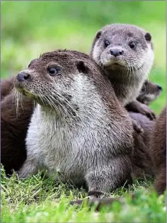  ??  ?? Otters are quintessen­tial wetland animals.