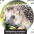  ??  ?? Hedgehog numbers are currently falling