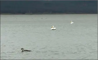  ??  ?? A loon (left) and pelicans cruise Lake Tenkiller. Loons were plentiful in wide open expanses of water during a visit Jan. 26 to the reservoir in northeast Oklahoma. NWA Democrat-Gazette/FLIP PUTTHOFF