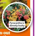  ??  ?? Pyracantha is densely bushy