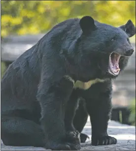  ??  ?? A black bear yawns at its enclosure at the Dachigam National Park on the outskirts of Srinagar, Kashmir.