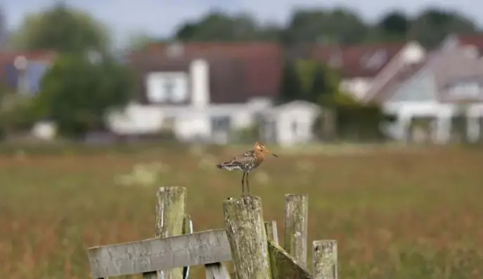  ??  ?? Een eenzame grutto. De weidevogel­populatie, een van de indicatore­n die de verkeerde kant op gaan, is in 25 jaar gehalveerd.